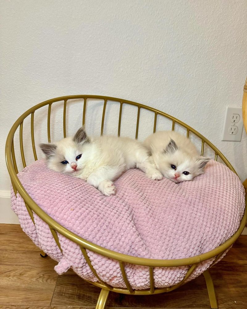 Ragdoll