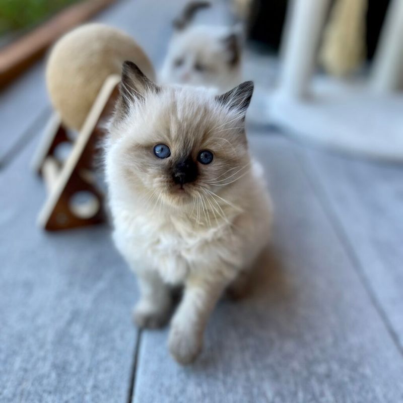 Ragdoll