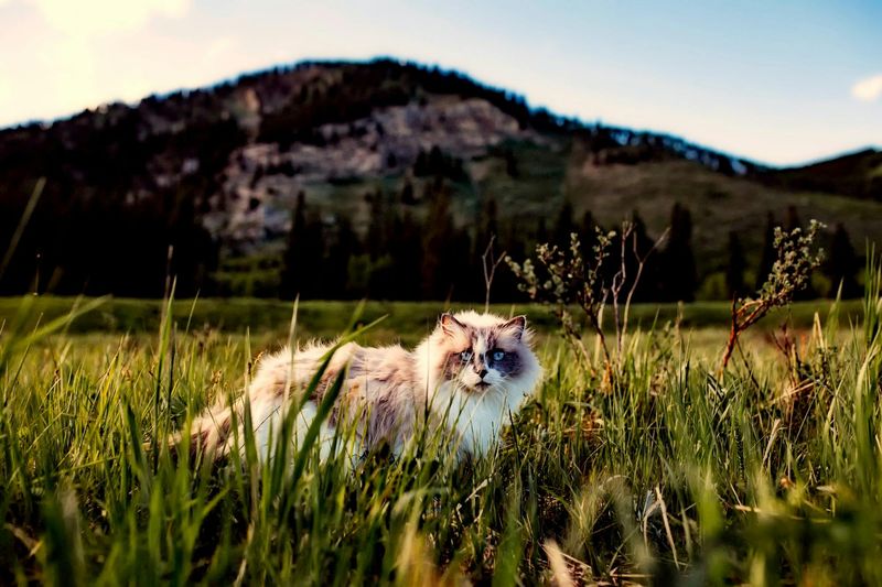 Ragdoll