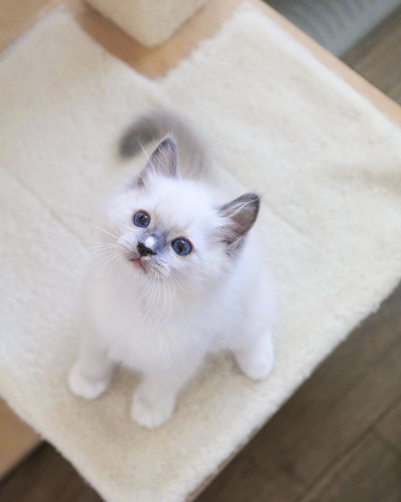 Ragdoll