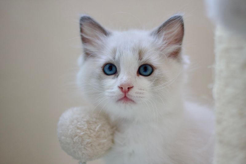 Ragdoll