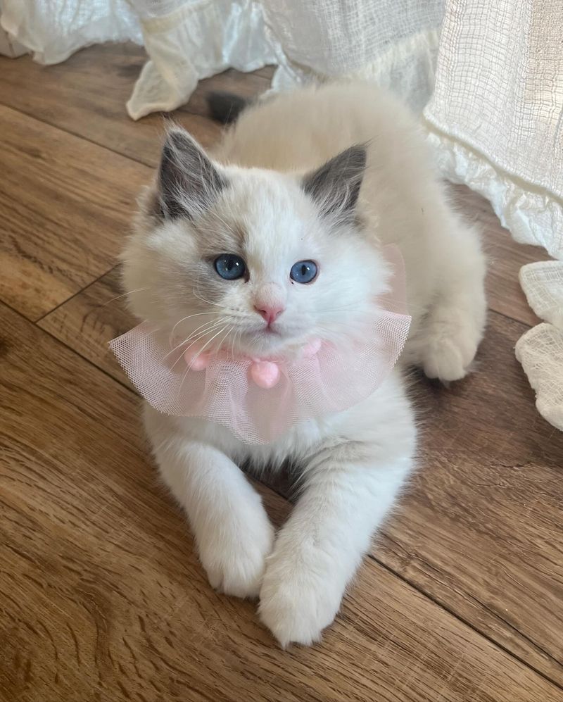 Ragdoll