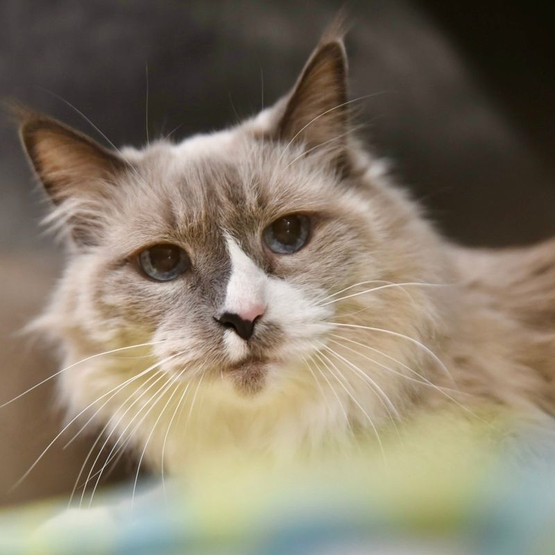 Ragdoll