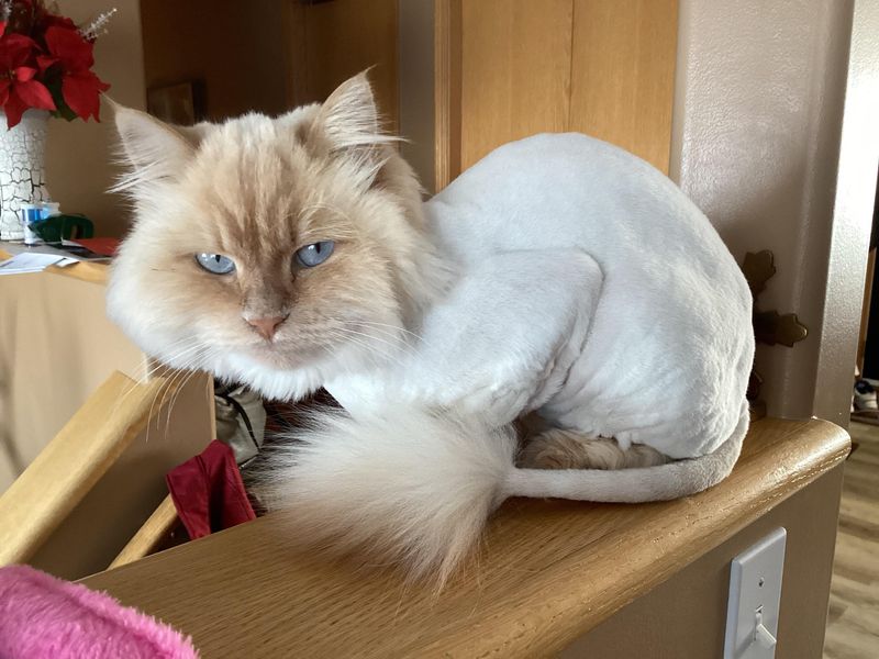 Ragdoll