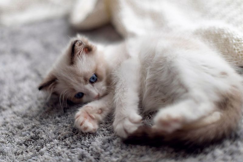 Ragdoll