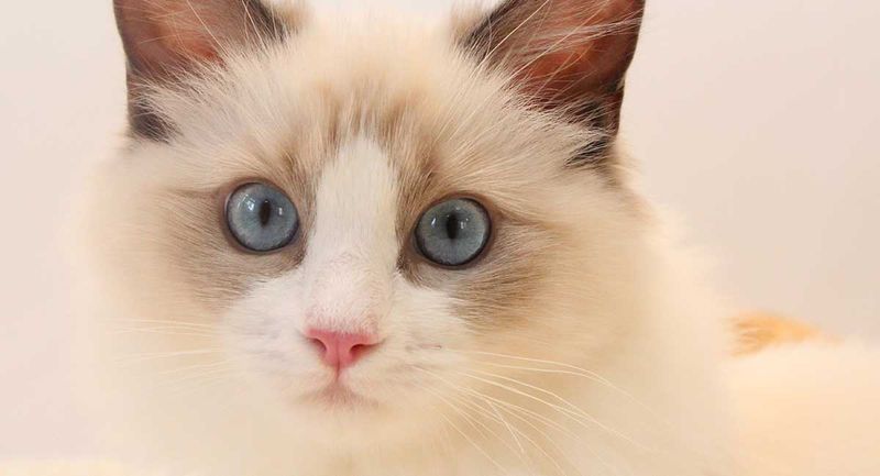 Ragdoll