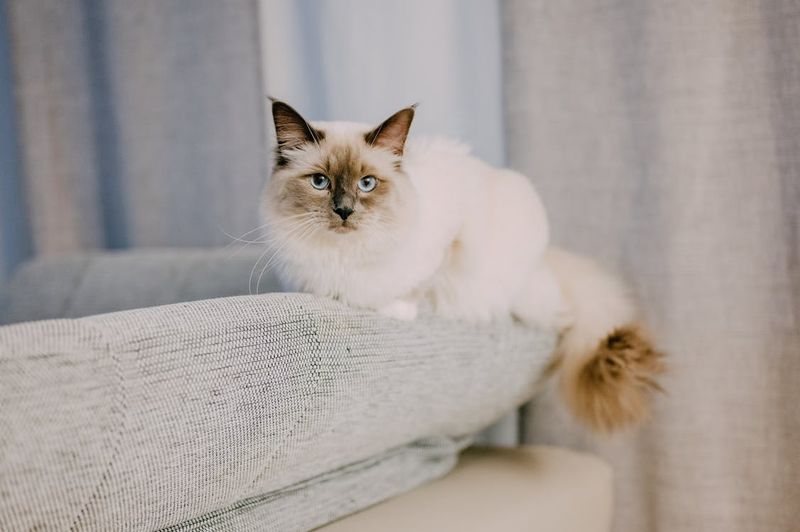 Ragdoll
