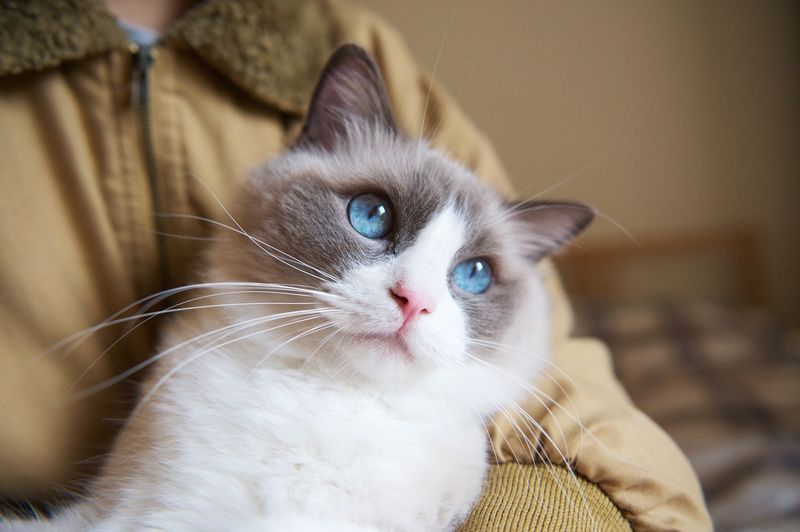 Ragdoll