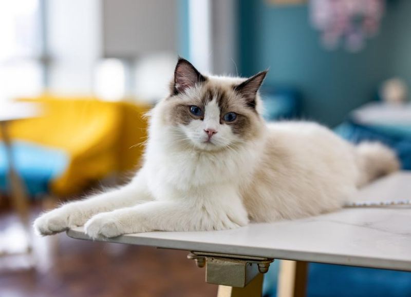 Ragdoll