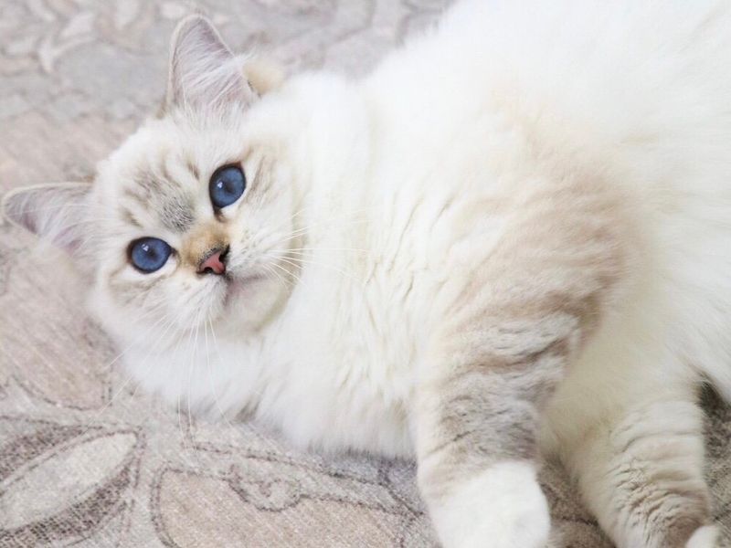 Ragdoll