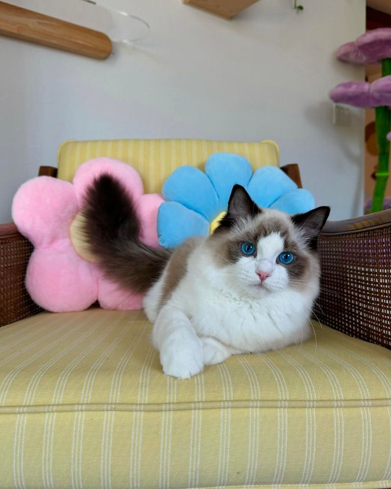 Ragdoll