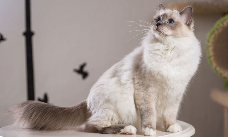 Ragdoll