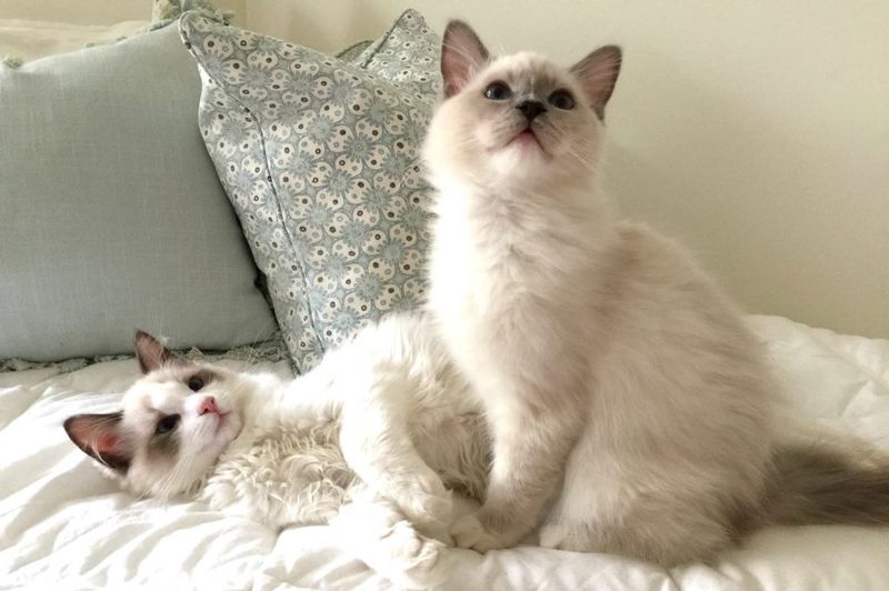 Ragdoll