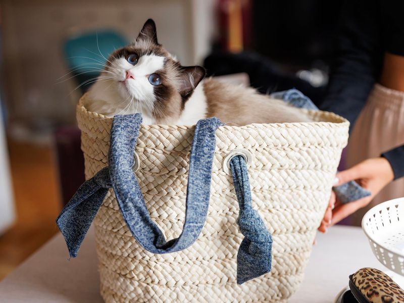 Ragdoll