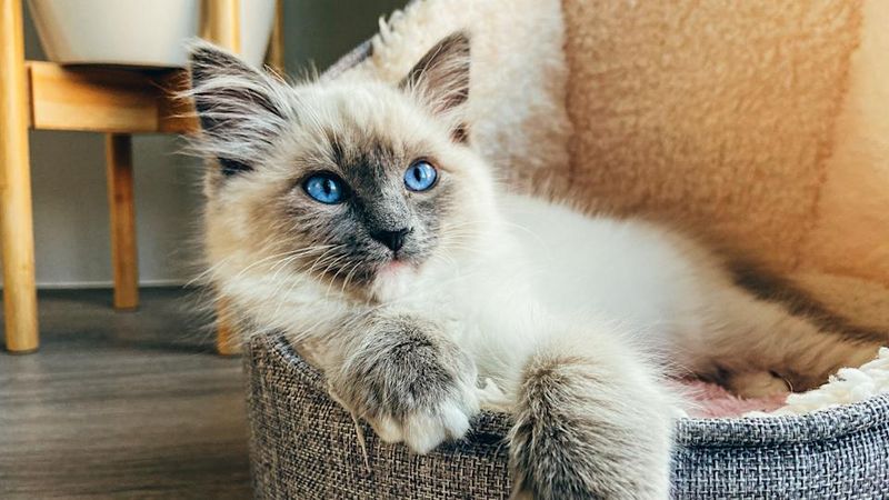 Ragdoll