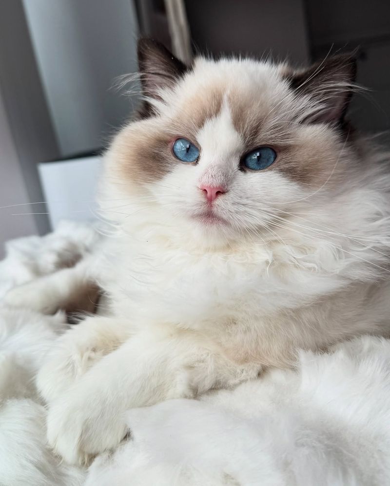 Ragdoll: Calm but Courageous