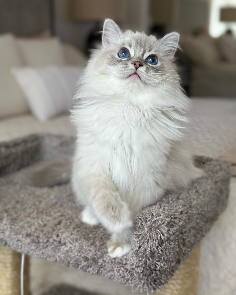 Ragdoll Cats: Floppy Bodies, Fragile Health