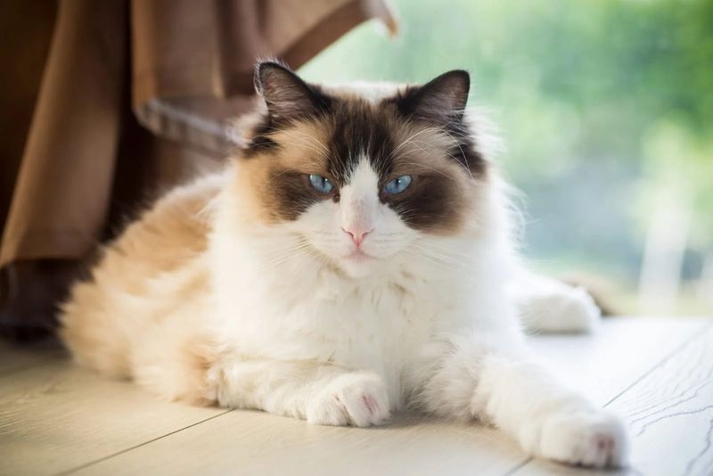 Ragdoll Cats: Too Trusting for Their Own Good