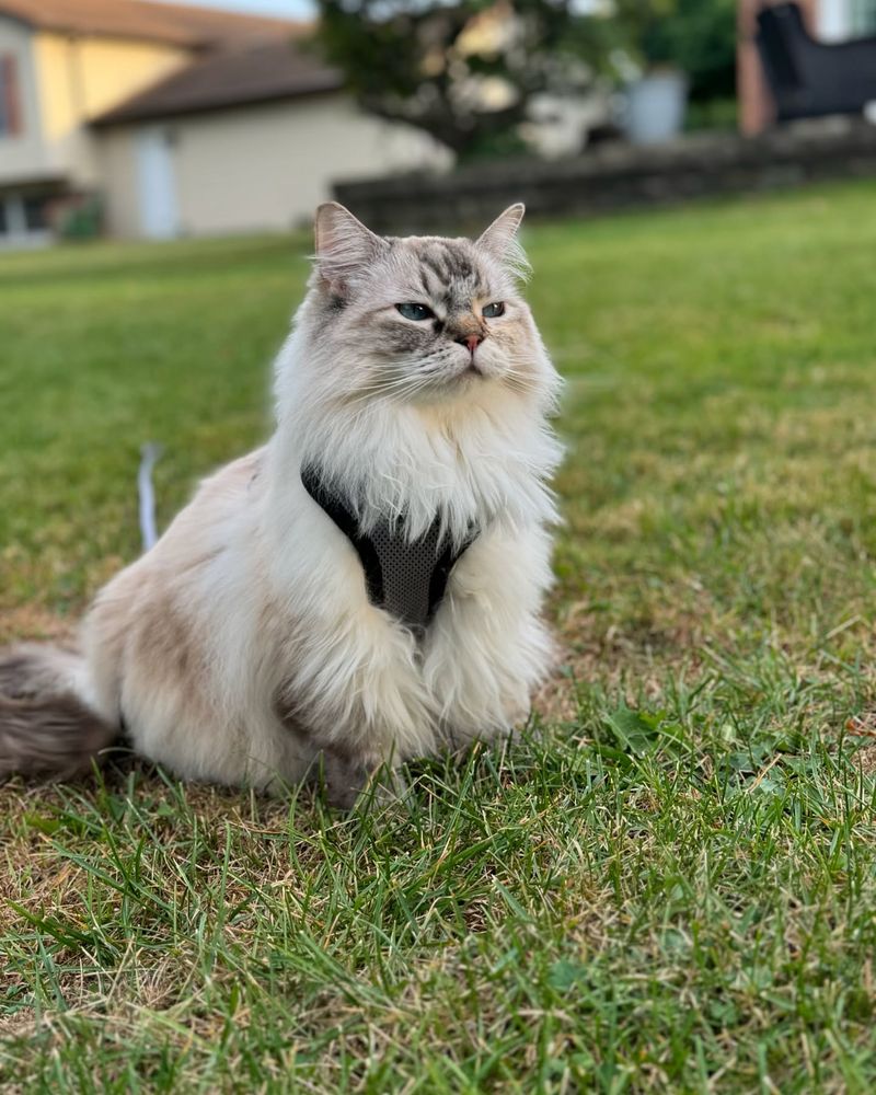 Ragdoll Cats
