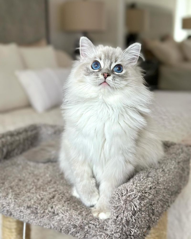 Ragdoll: Gentle Giants with Kidney Concerns