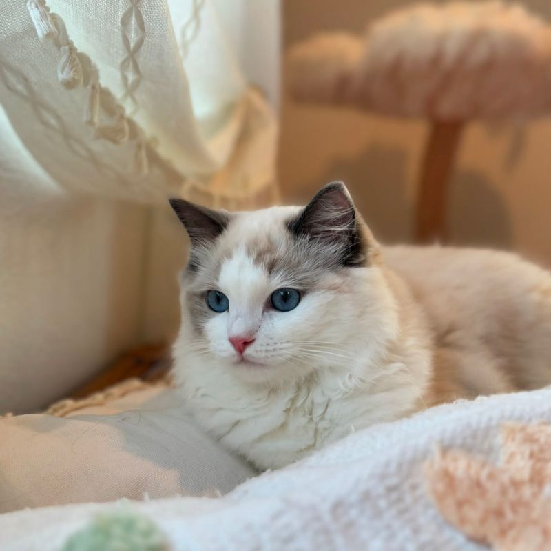 Ragdoll: The Floppy Lap Lounger