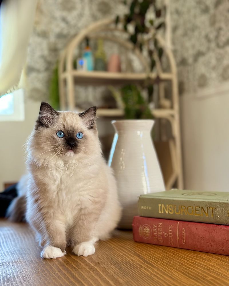 Ragdoll: The Living Teddy Bear