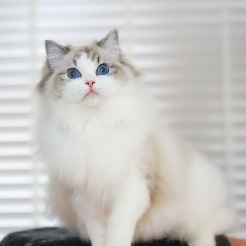 Ragdoll: The Ultimate Lap Cat