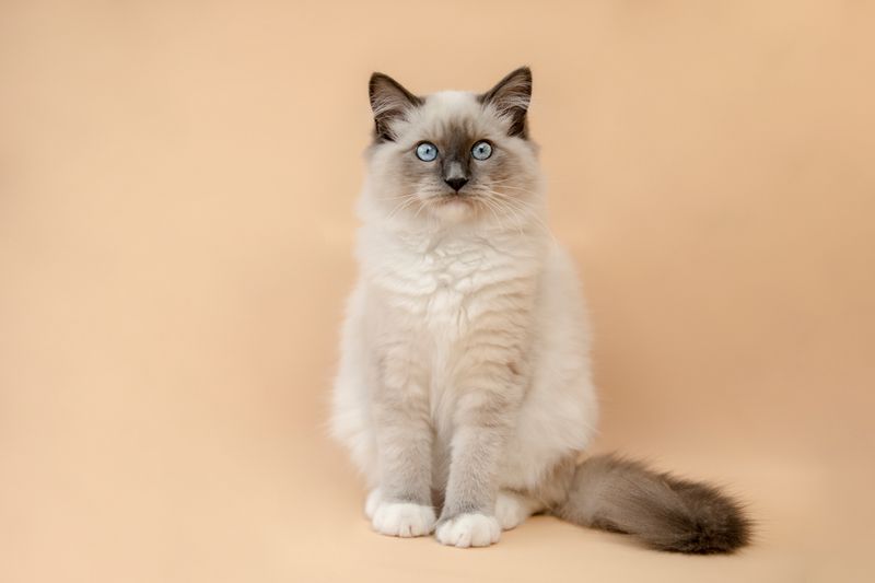 Ragdoll