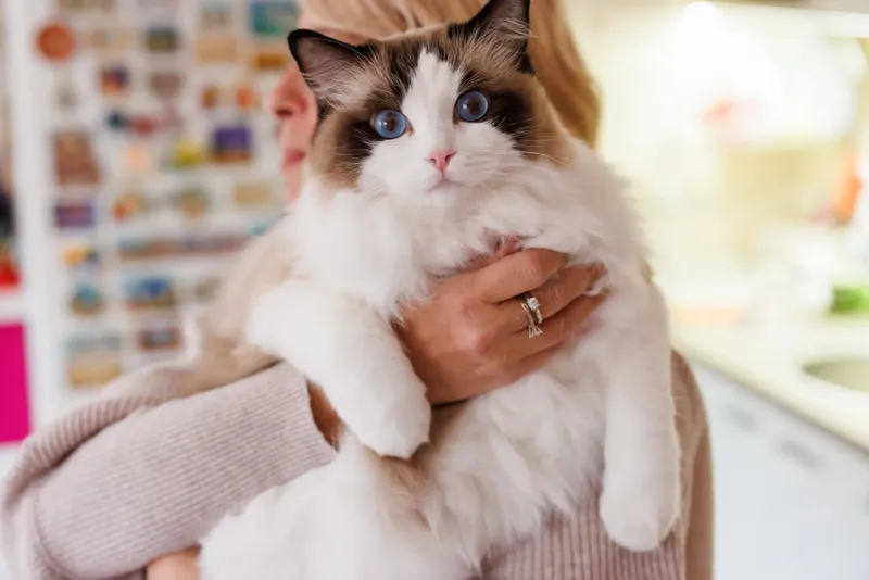 Ragdoll