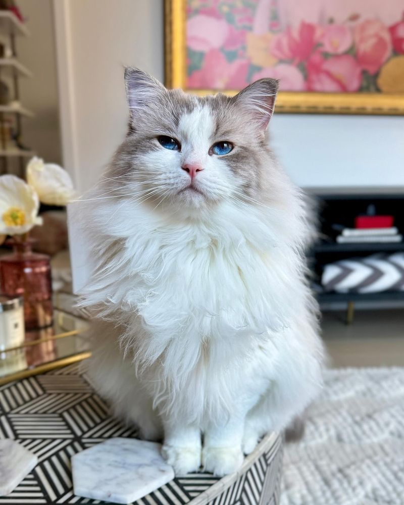 Ragdolls: The Affectionate Drama Queens