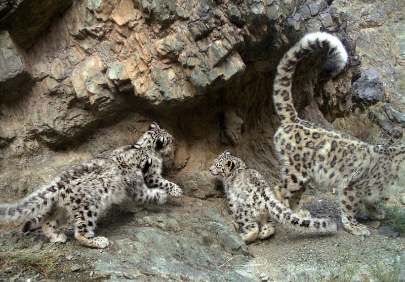 Raising Cubs Safely