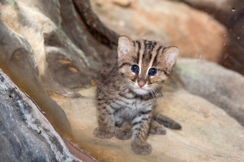 Raising Water-Loving Kittens