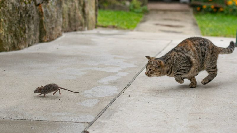 Rats Remain Permanent Enemies