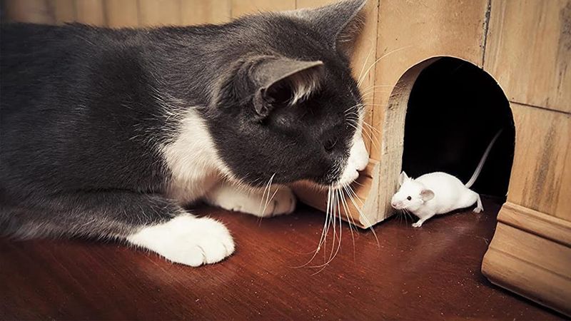 Rats