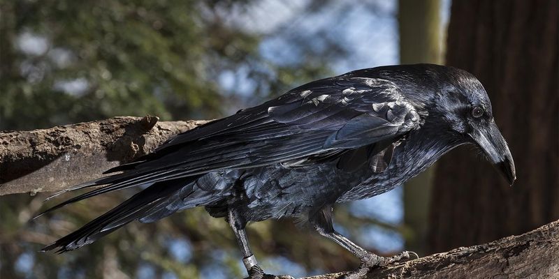 Ravens