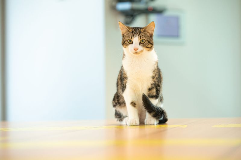 Recognition by Cat Associations
