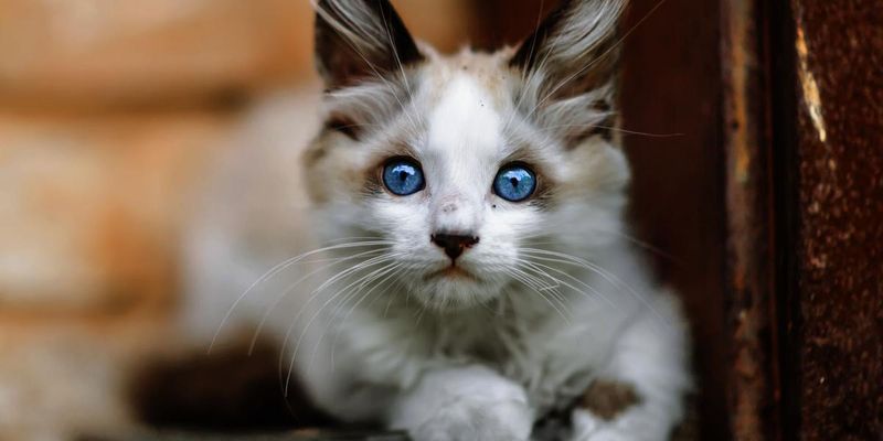 Reduced Grooming