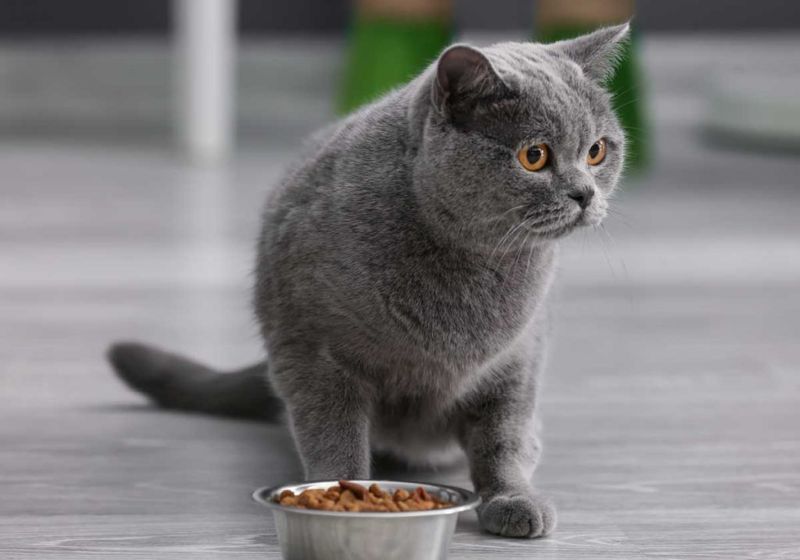 Refusing Favorite Treats or Meals