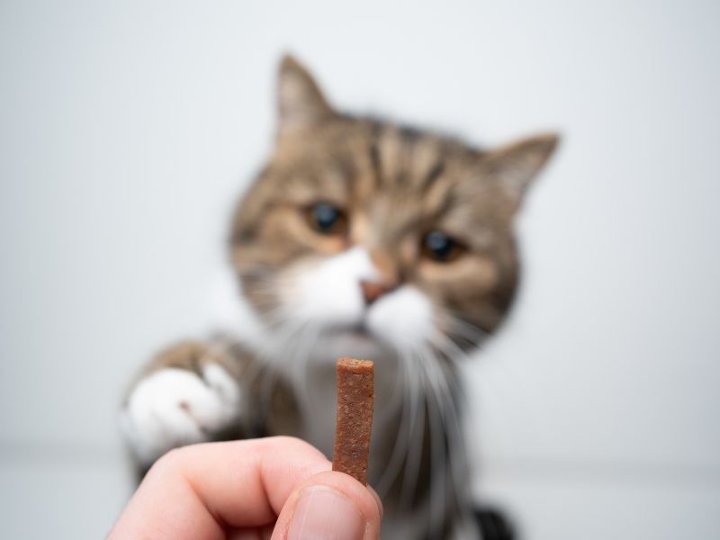 Refusing Food or Treats