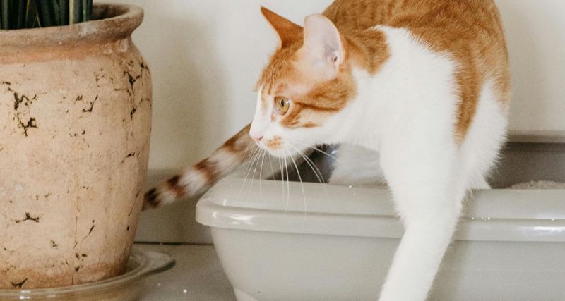 Refusing to Use a New Litter Box or Litter Type