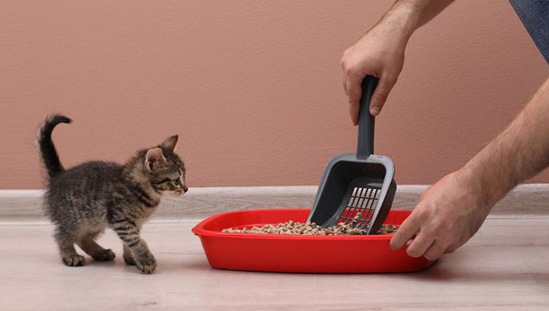 Regular, Firm Litter Box Habits