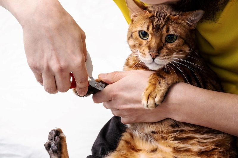 Regular Nail Trimming Sessions
