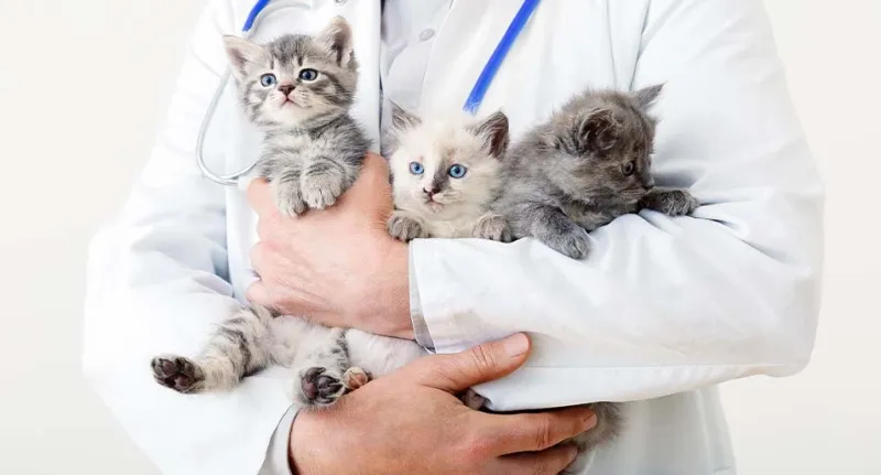 Regular Veterinary Check-ups: Your First Defense