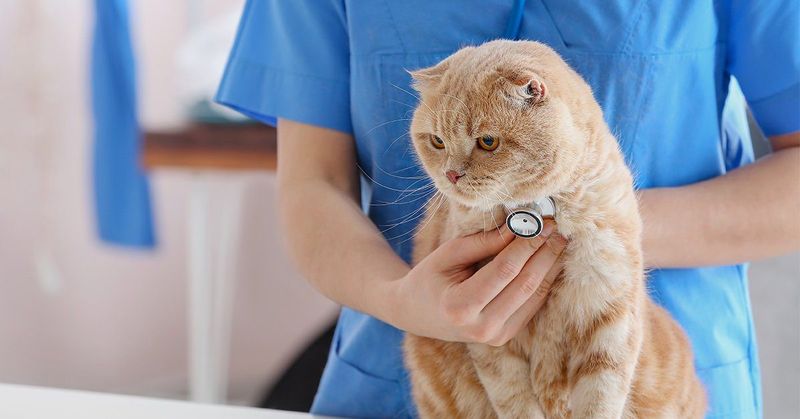 Regular Veterinary Check-ups