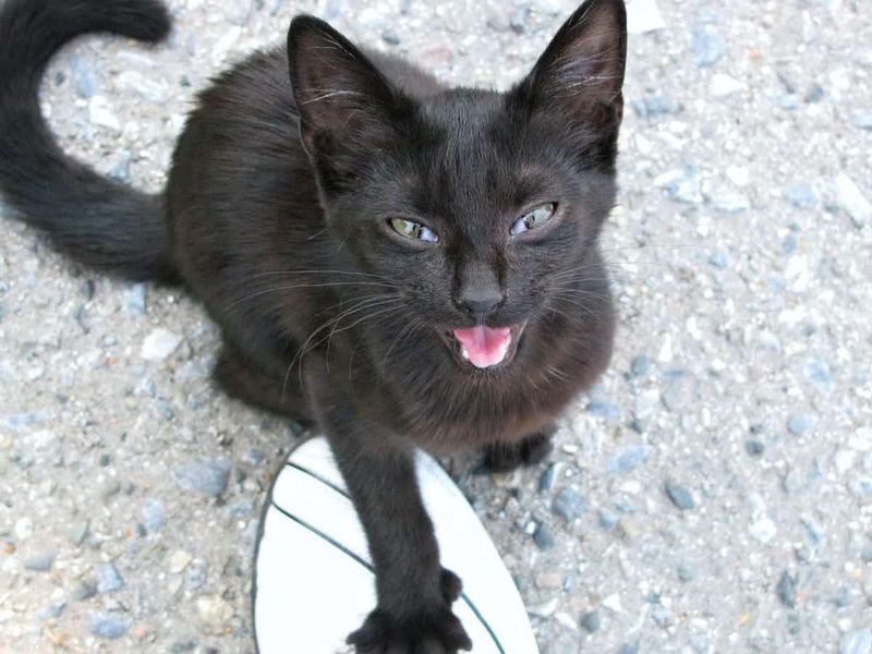 Reinforcing Attention-Seeking Meows