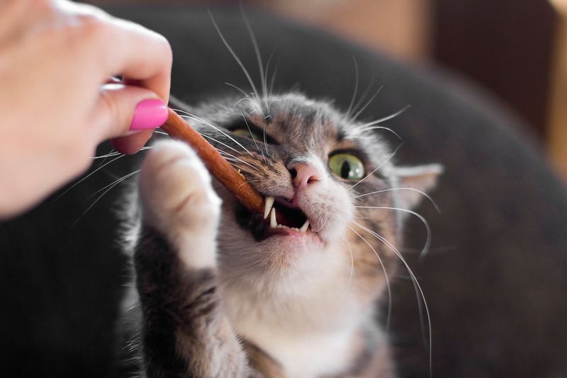 Relying Too Heavily on Treats