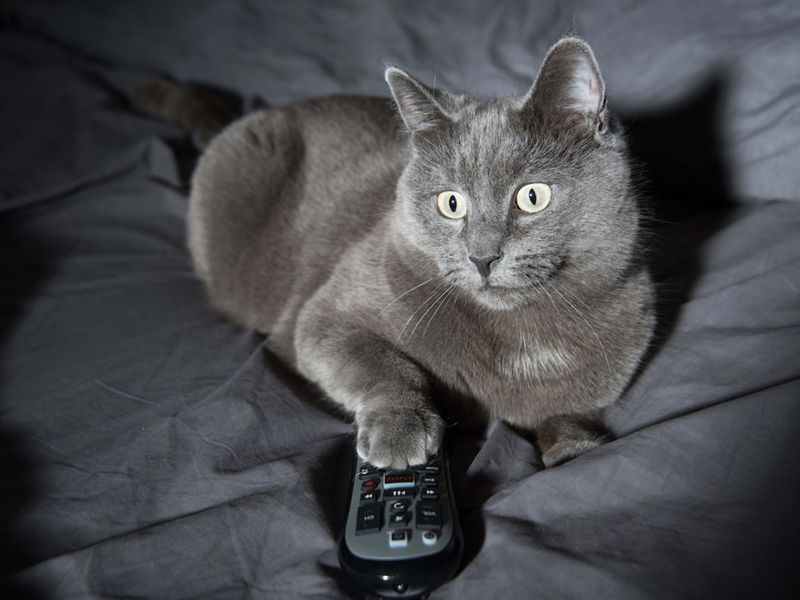 Remote Controls
