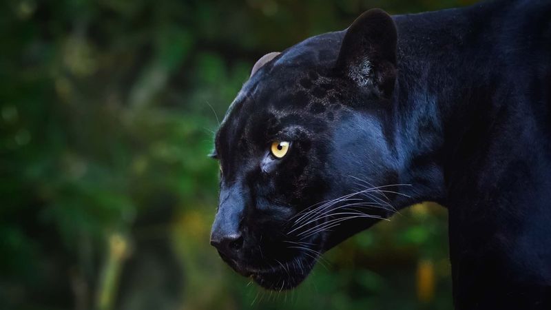 Reporting Responsibly: What to Do If You Think You've Seen a Panther