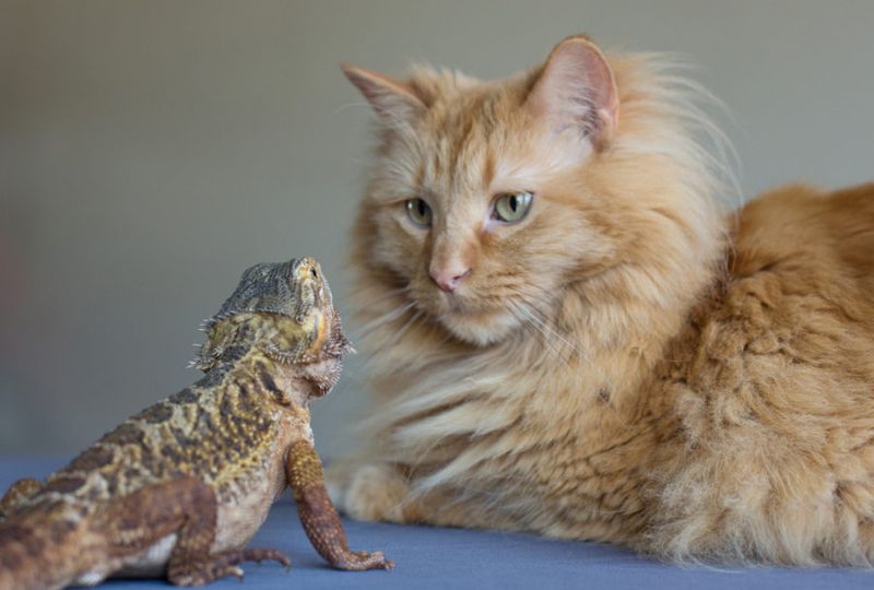 Reptiles Receive Cold Shoulders