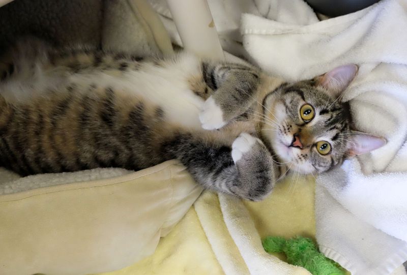 Respect The Belly Trap